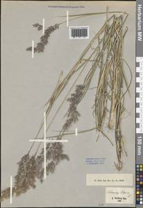 Calamagrostis pseudophragmites (Haller f.) Koeler, Eastern Europe, Latvia (E2b) (Latvia)