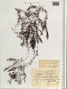 Ceratophyllum submersum L., Siberia, Central Siberia (S3) (Russia)