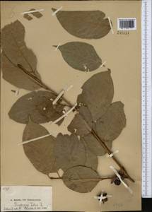 Diospyros lotus L., Middle Asia, Pamir & Pamiro-Alai (M2)