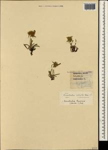 Convolvulus calvertii subsp. calvertii, Crimea (KRYM) (Russia)