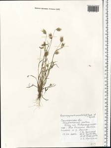 Eremopyrum orientale (L.) Jaub. & Spach, Eastern Europe, Middle Volga region (E8) (Russia)