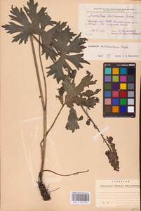 Aconitum lycoctonum subsp. moldavicum (Hacq.) Jalas, Eastern Europe (no precise locality) (E0)
