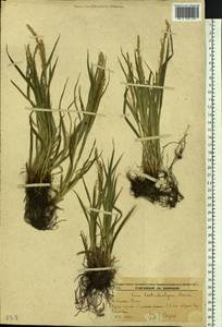 Carex bostrychostigma Maxim., Siberia, Russian Far East (S6) (Russia)