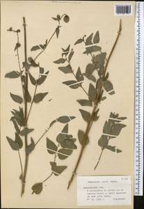 Codonopsis clematidea (Schrenk) C.B.Clarke, Middle Asia, Northern & Central Tian Shan (M4) (Kazakhstan)