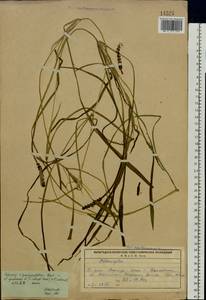 Potamogeton × sparganiifolius Laest. ex Fr., Eastern Europe, Northern region (E1) (Russia)