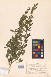 Chamaecytisus ruthenicus (Fisch. ex Woł.) Klásk., Eastern Europe, Central region (E4) (Russia)