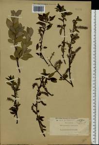 Salix myrsinifolia Salisb., Eastern Europe, North-Western region (E2) (Russia)