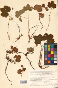 Rubus chamaemorus L., Eastern Europe, Northern region (E1) (Russia)