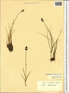 Carex pseudofoetida subsp. acrifolia (V.I.Krecz.) Kukkonen, Caucasus, Dagestan (K2) (Russia)