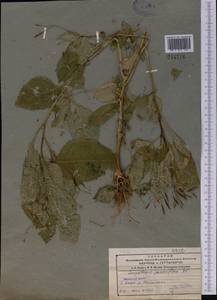 Impatiens parviflora, Middle Asia, Northern & Central Tian Shan (M4) (Kazakhstan)