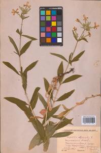 Saponaria officinalis L., Eastern Europe, Central forest-and-steppe region (E6) (Russia)