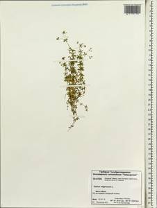 Galium uliginosum L., Siberia, Central Siberia (S3) (Russia)