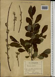 Salix aurita × livida, Eastern Europe, Central region (E4) (Russia)