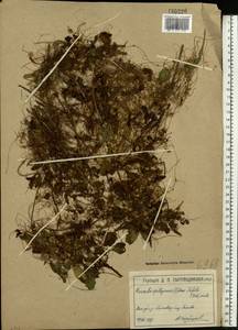 Cuscuta epithymum (L.) L., Eastern Europe, Moscow region (E4a) (Russia)