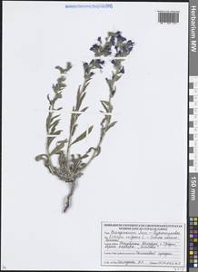 Echium vulgare L., Eastern Europe, Belarus (E3a) (Belarus)