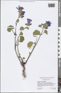 Malva sylvestris L., South Asia, South Asia (Asia outside ex-Soviet states and Mongolia) (ASIA) (Turkey)