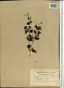 Geranium sanguineum L., Eastern Europe, Moscow region (E4a) (Russia)