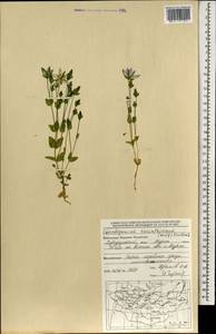 Lomatogonium carinthiacum (Wulfen) Reichenb., Mongolia (MONG) (Mongolia)