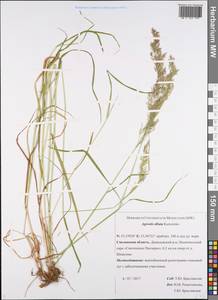 Agrostis stolonifera L., Eastern Europe, Western region (E3) (Russia)