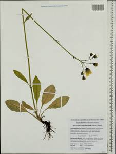 Hieracium subpellucidum (Norrl.) Norrl., Eastern Europe, Northern region (E1) (Russia)
