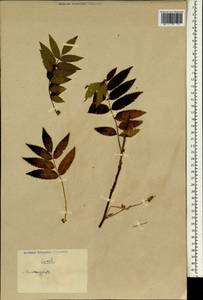 Sorbus, South Asia, South Asia (Asia outside ex-Soviet states and Mongolia) (ASIA) (China)