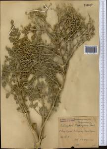 Echinophora sibthorpiana Guss., Middle Asia, Pamir & Pamiro-Alai (M2) (Uzbekistan)
