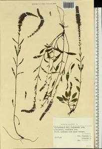 Veronica spicata L., Eastern Europe, Middle Volga region (E8) (Russia)