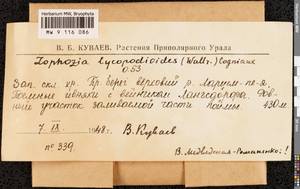 Barbilophozia lycopodioides (Wallr.) Loeske, Bryophytes, Bryophytes - European North East (B7) (Russia)