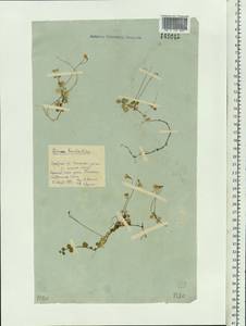 Linnaea borealis L., Siberia, Baikal & Transbaikal region (S4) (Russia)