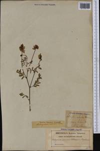 Astragalus norvegicus Grauer, Western Europe (EUR) (Sweden)