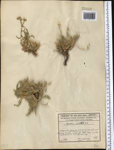 Tanacetum achilleifolium (M. Bieb.) Sch. Bip., Middle Asia, Syr-Darian deserts & Kyzylkum (M7) (Kazakhstan)