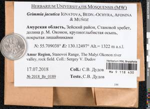 Grimmia jacutica Ignatova, Bedn.-Ochyra, Afonina & J. Muñoz, Bryophytes, Bryophytes - Russian Far East (excl. Chukotka & Kamchatka) (B20) (Russia)