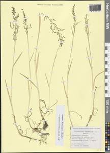 Catabrosa aquatica (L.) P.Beauv., Eastern Europe, Northern region (E1) (Russia)