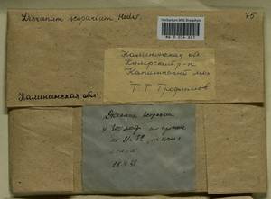 Dicranum scoparium Hedw., Bryophytes, Bryophytes - Middle Russia (B6) (Russia)