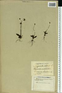 Pinguicula alpina L., Eastern Europe, Latvia (E2b) (Latvia)