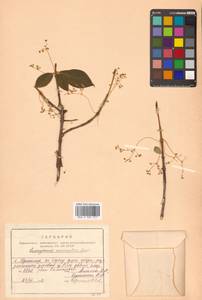 Euonymus macropterus Rupr., Siberia, Russian Far East (S6) (Russia)