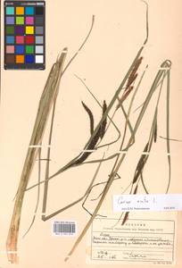 Carex acuta L., Eastern Europe, Moscow region (E4a) (Russia)