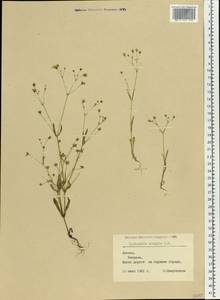 Gypsophila elegans M. Bieb., Eastern Europe, Latvia (E2b) (Latvia)