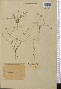Lomelosia olivieri (Coult.) Greuter & Burdet, Middle Asia, Syr-Darian deserts & Kyzylkum (M7) (Uzbekistan)