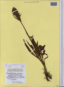 Dactylorhiza romana subsp. georgica (Klinge) Soó ex Renz & Taubenheim, Caucasus, Black Sea Shore (from Novorossiysk to Adler) (K3) (Russia)