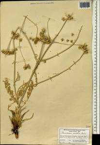 Thecocarpus meifolius Boiss., South Asia, South Asia (Asia outside ex-Soviet states and Mongolia) (ASIA) (Iran)