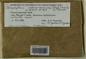 Cirriphyllum crassinervium (Taylor ex Wilson) Loeske & M. Fleisch., Bryophytes, Bryophytes - North Caucasus & Ciscaucasia (B12) (Russia)