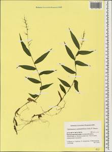 Oplismenus undulatifolius (Ard.) Roem. & Schult., Caucasus, Krasnodar Krai & Adygea (K1a) (Russia)