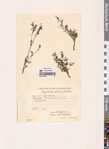 Corydalis sibirica (L.fil.) Pers., Siberia, Yakutia (S5) (Russia)