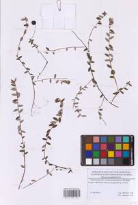 Vaccinium oxycoccos L., Eastern Europe, Moscow region (E4a) (Russia)