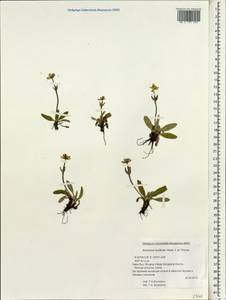 Anemonastrum trullifolium (Hook. fil. & Thomson) Mosyakin, South Asia, South Asia (Asia outside ex-Soviet states and Mongolia) (ASIA) (China)