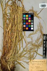 Elymus sibiricus L., Siberia, Baikal & Transbaikal region (S4) (Russia)