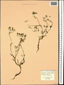 Carum meifolium (M. Bieb.) Boiss., Caucasus, Krasnodar Krai & Adygea (K1a) (Russia)