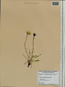 Crepis chrysantha (Ledeb.) Turcz., Siberia, Central Siberia (S3) (Russia)