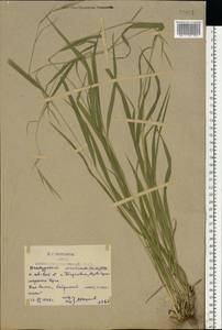 Brachypodium sylvaticum (Huds.) P.Beauv., Eastern Europe, Rostov Oblast (E12a) (Russia)